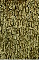 tree bark 0011